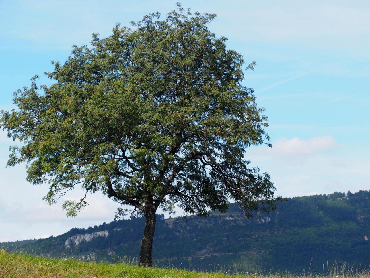 Service Tree, True plant